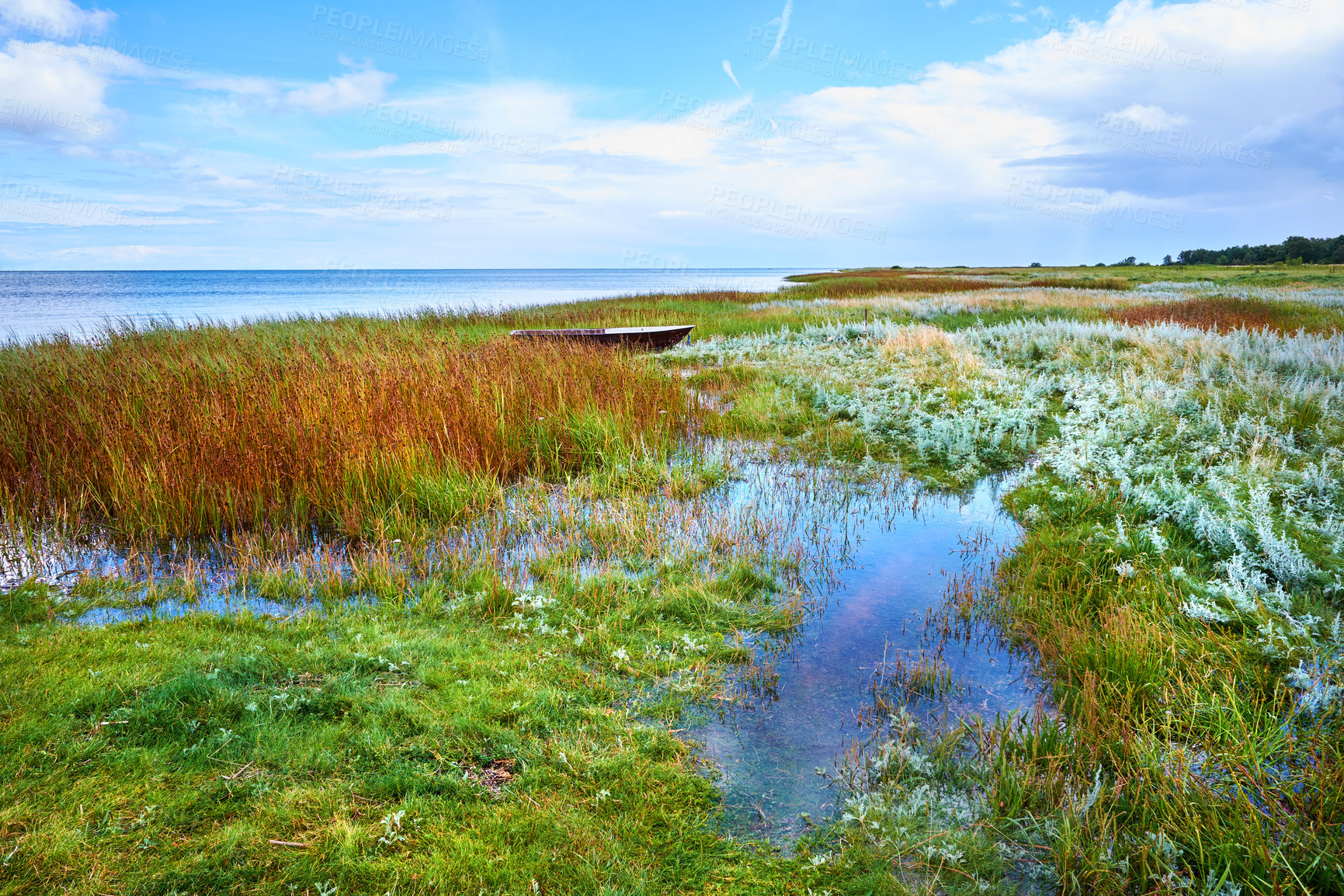 Buy stock photo A beautiful greenery field. A view of wild geese flying over a bog on a cloudy horizon. A dreamy nature scene in the spring of swamp land, reeds, and wildflowers. grass moving from light wind