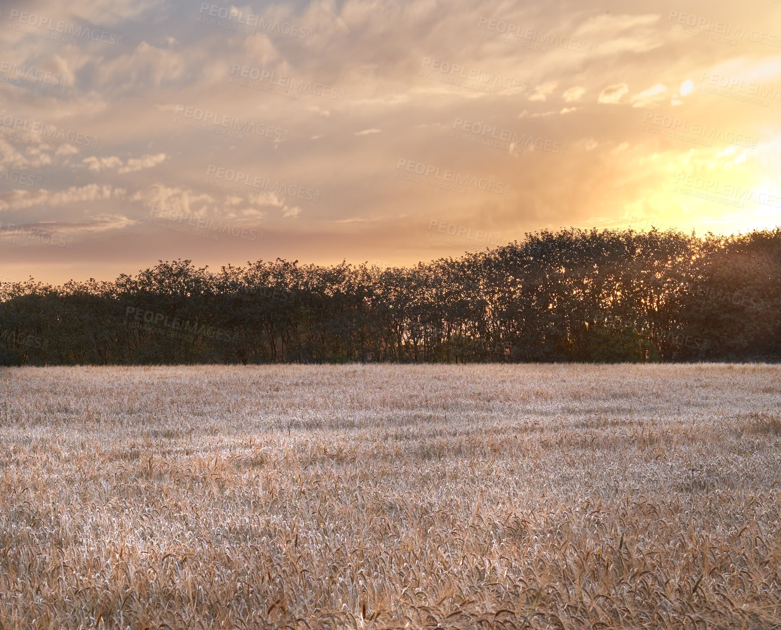 Buy stock photo Scenic landscape view of cattail stems, grassland, trees, cloudy sky at sunset with copyspace in Norway. Grass, water reeds in remote swamp or field. Mother nature with evening cloudscape in Germany