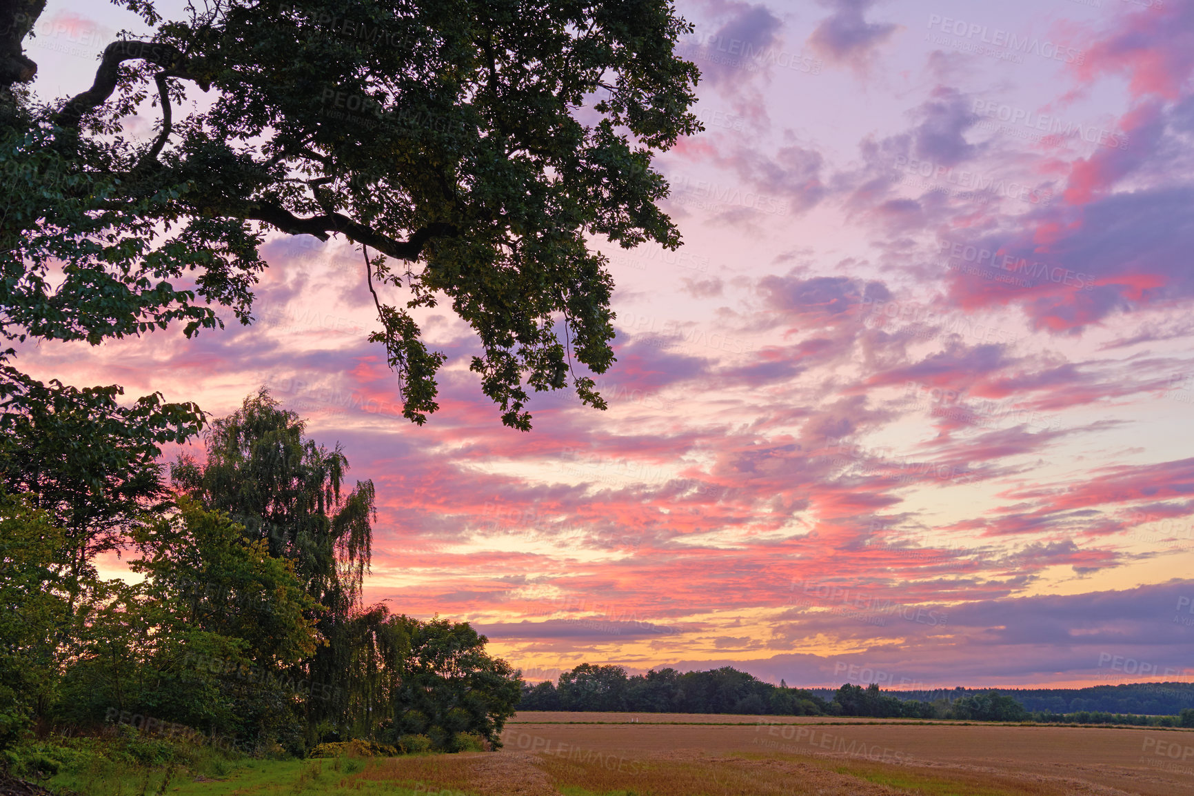 Buy stock photo Copyspace of a colourful moody sky shining pink and purple at twilight with cloudy background on a field with trees in the countryside. Scenic landscape and weather changing during sunrise or sunset