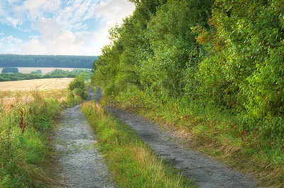 Buy stock photo Countryside narrow straight dirt road. Beautiful landscape view of a row of trees and a path in the forest. Narrow gravel road passing through autumn colored trees with lots of leaves on the ground.