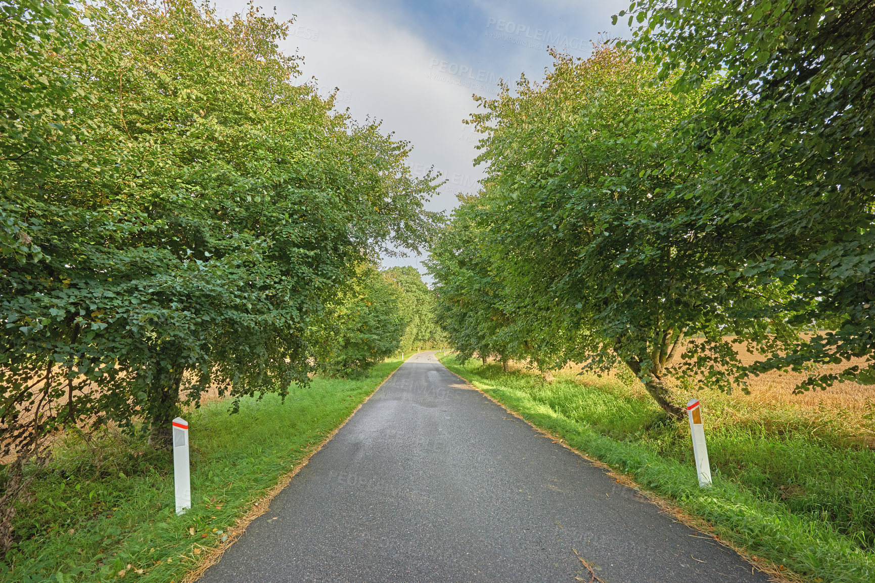 Buy stock photo A view of an empty road surrounded by bush and trees. Perspective view of the vacant street with reflector, surrounded by green conifers with a nice sunny day under the dramatic cloudy sky