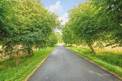 Buy stock photo A view of an empty road with bushes and trees on the side of the road. A picture of a treelined road with a beautiful bright sky. A landscape view of a tree-lined pathway road. 