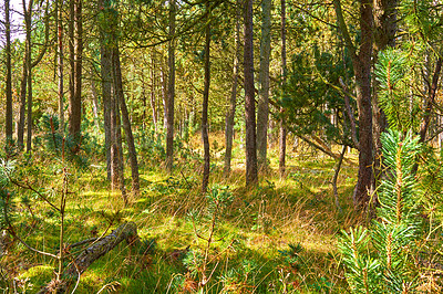 Buy stock photo Beautiful forest on a summer day with lush green plants and foliage. Tall trees outdoors in nature during spring in Europe. Peaceful and serene view of the natural scenic landscape in the woods.