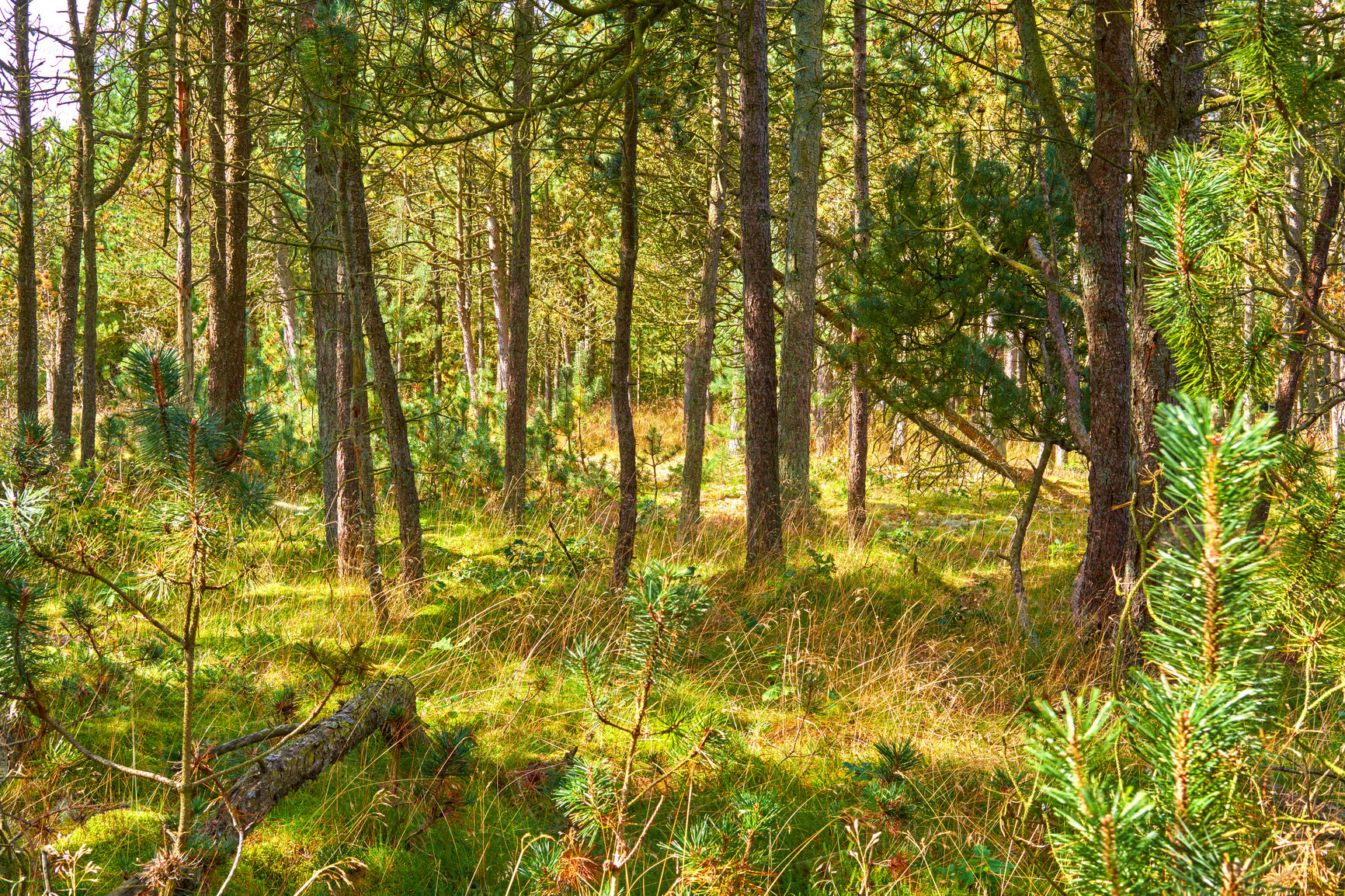 Buy stock photo Beautiful forest on a summer day with lush green plants and foliage. Tall trees outdoors in nature during spring in Europe. Peaceful and serene view of the natural scenic landscape in the woods.