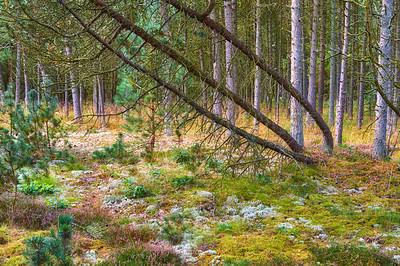 Buy stock photo Landscape of empty pine forest in fall. Serene scenic woods with thin tall trees. Peaceful wilderness for exploring and hiking adventure in summer. Relaxing remote walking trail through wild nature