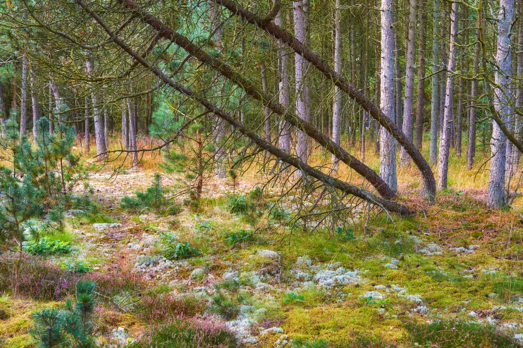 Buy stock photo Landscape of empty pine forest in fall. Serene scenic woods with thin tall trees. Peaceful wilderness for exploring and hiking adventure in summer. Relaxing remote walking trail through wild nature