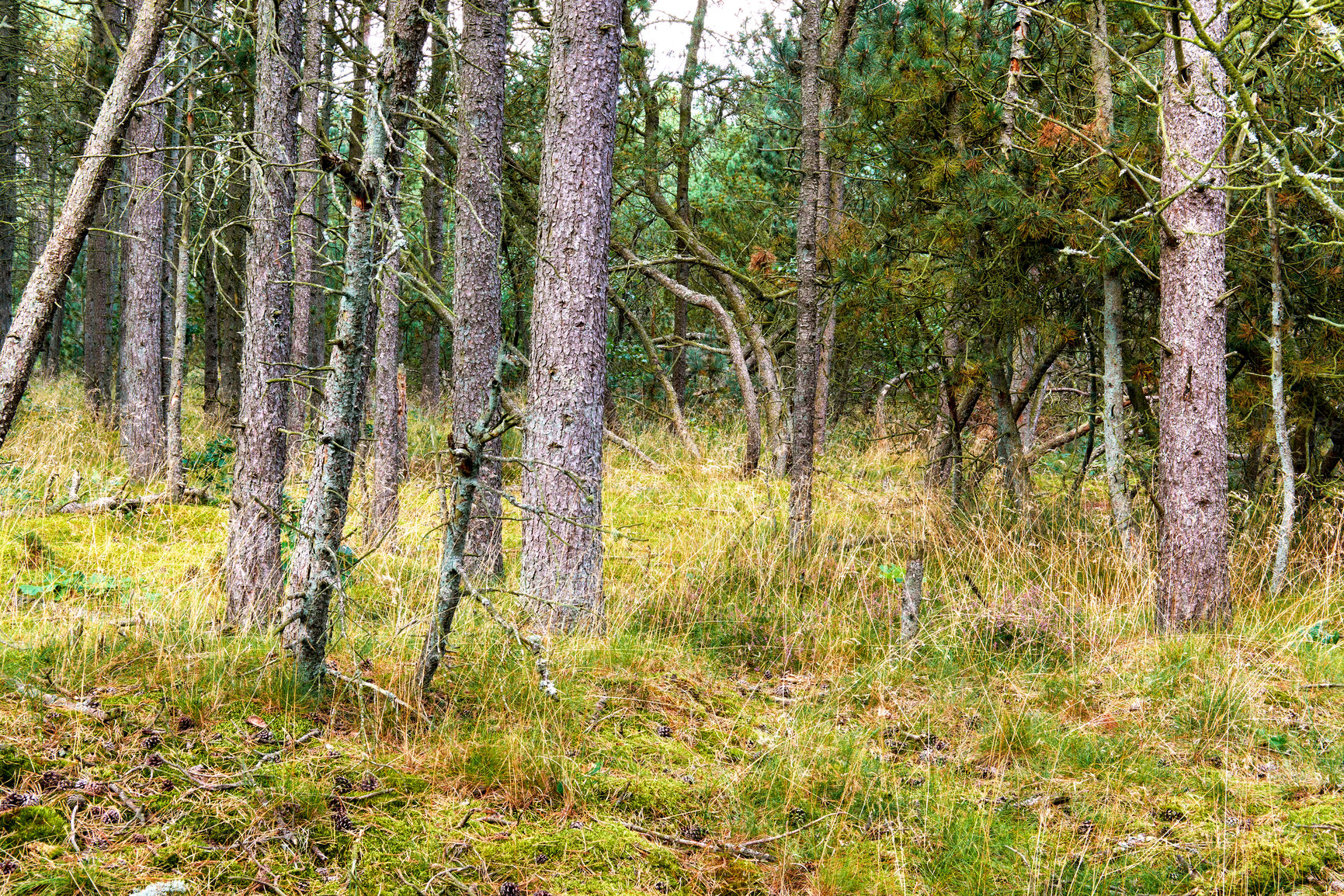 Buy stock photo Landscape of tall spruce trees in the woods with overgrown grass. Low angle of straight pine trunks in a remote forest with wild uncultivated shrubs and thorn bushes. Scenic winter foliage in Sweden