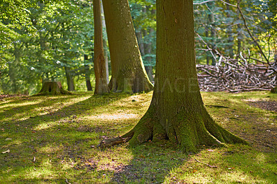 Buy stock photo Scenic view of moss covered oak trees in a remote forest and woods in Sweden. Deforestation of tree trunks in an empty field during summer. Collecting wood for furniture and source of heat and energy