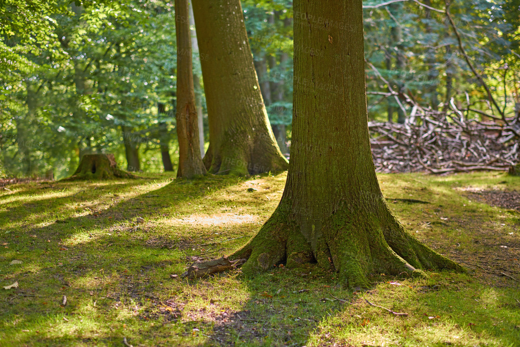 Buy stock photo Scenic view of moss covered oak trees in a remote forest and woods in Sweden. Deforestation of tree trunks in an empty field during summer. Collecting wood for furniture and source of heat and energy