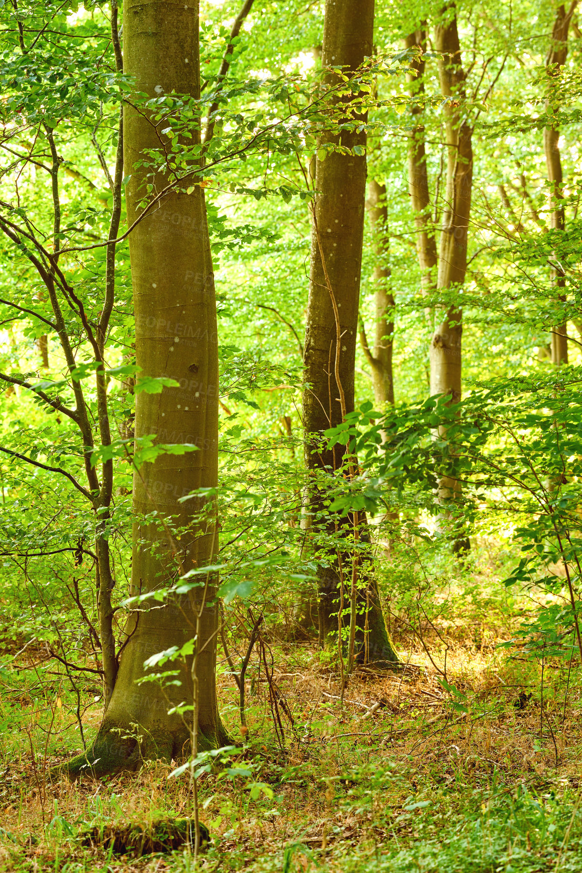 Buy stock photo Beautiful view of a tall pine tree forest. An early morning scenic view of a very big and tall tree with sunlight in the forest. Peaceful natural landscape view of nature with long pine trees. 