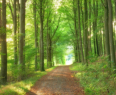 Buy stock photo A lush green endless forest in the woodlands on a summer day. Outdoor trail in nature with an opening with a bright light. Beautiful landscape with shining sunlight at the beginning of the path