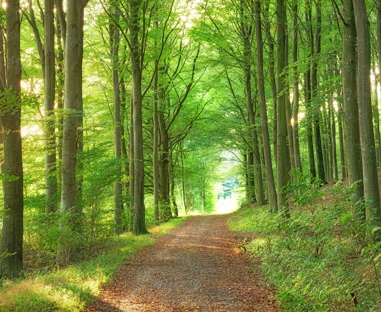 Buy stock photo A lush green endless forest in the woodlands on a summer day. Outdoor trail in nature with an opening with a bright light. Beautiful landscape with shining sunlight at the beginning of the path