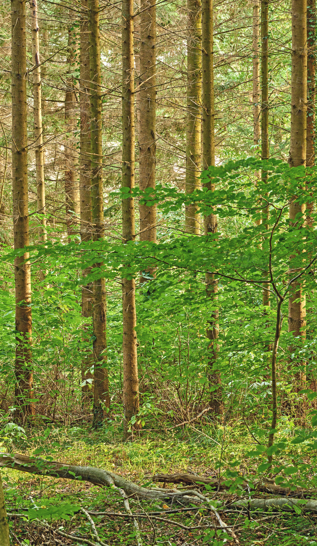 Buy stock photo Bright green forest and trees with lush foliage on a summer day. Deep vibrant woodland in beautiful nature. Quiet vibrant wilderness in summer. Forest with laying woods all covered with creepers