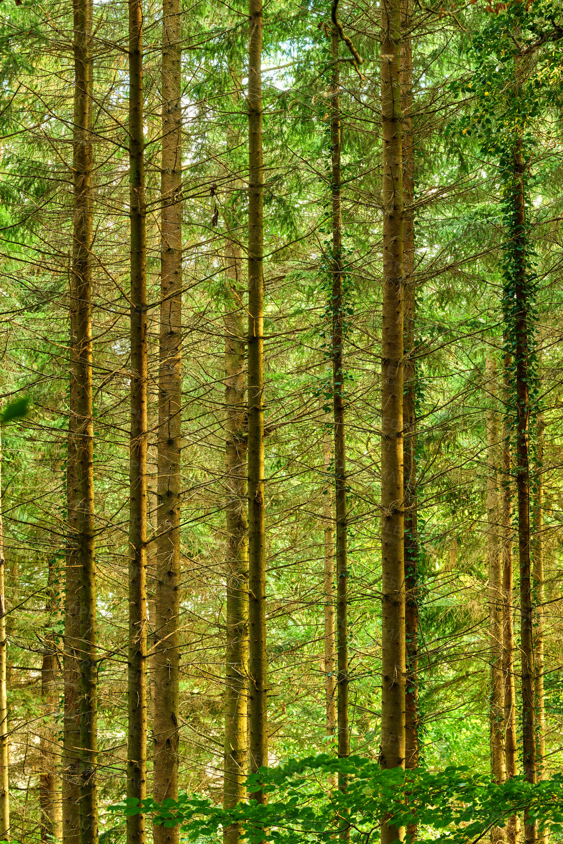 Buy stock photo A beautiful view of the tall trees in the forest. Trees forest in summer in Denmark. Landscape view of the natural growth of the wild Douglas fir trees. A photo of forest beauty in early springtime.