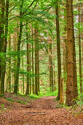 Buy stock photo Forest, trees or greenery with foliage in path of agro landscape, wilderness or bushes in nature. Empty, woods or eco environment with plant, leaves or natural growth for seasonal change in ecosystem