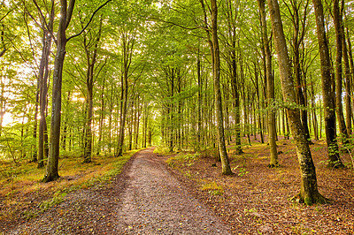 Buy stock photo Scenic view of beech tree forests, a hiking or trekking dirt trail leading into mother nature. Retreating to lush woods and woodlands. Serene, peaceful, tranquil, zen remote and isolated environment