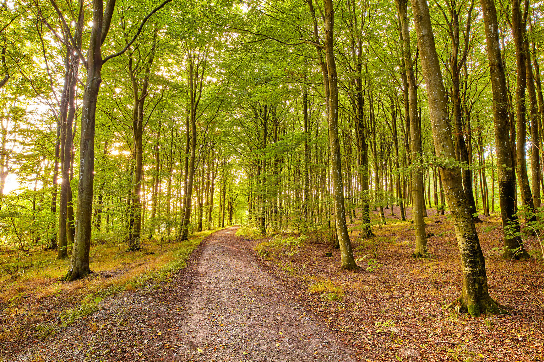 Buy stock photo Scenic view of beech tree forests, a hiking or trekking dirt trail leading into mother nature. Retreating to lush woods and woodlands. Serene, peaceful, tranquil, zen remote and isolated environment