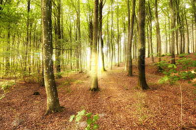 Buy stock photo Woodland landscape with tall trees and a sun flare in a forest. Trunks of young oak or spruce trees growing in outside wilderness in nature. Uninhabited magical nature scene to explore on adventure
