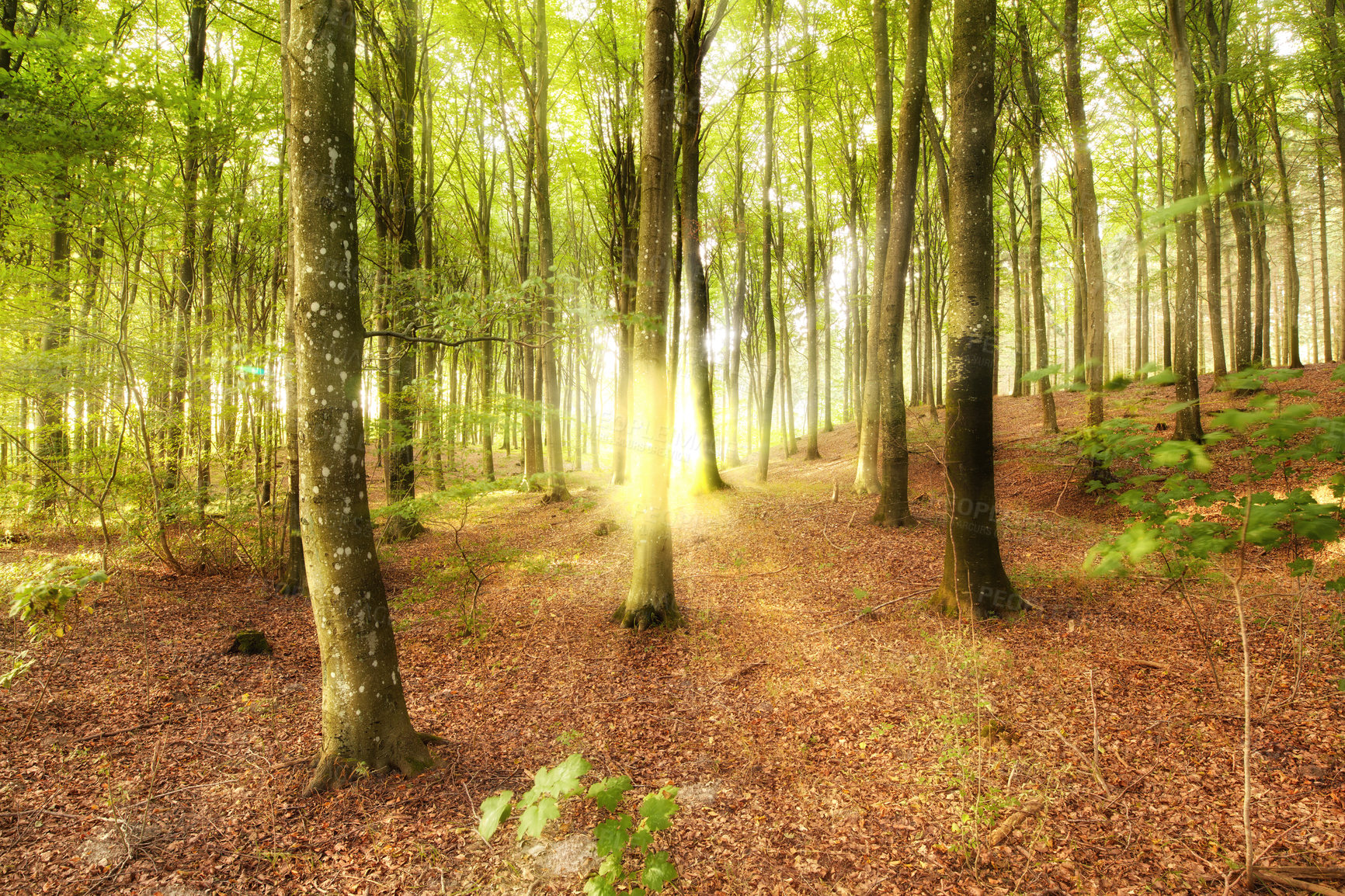 Buy stock photo Woodland landscape with tall trees and a sun flare in a forest. Trunks of young oak or spruce trees growing in outside wilderness in nature. Uninhabited magical nature scene to explore on adventure
