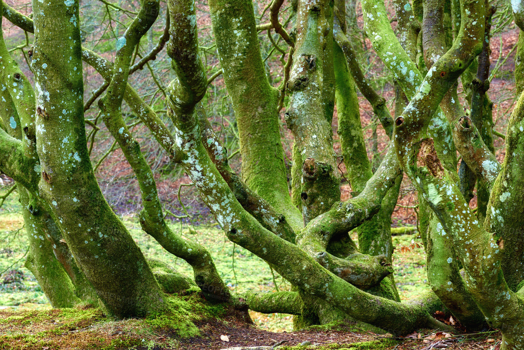 Buy stock photo Trees, forest and foliage with moss in nature of climate change, sustainable environment and plant growth. Wilderness, landscape and woods for transformation, natural ecology and Denmark ecosystem