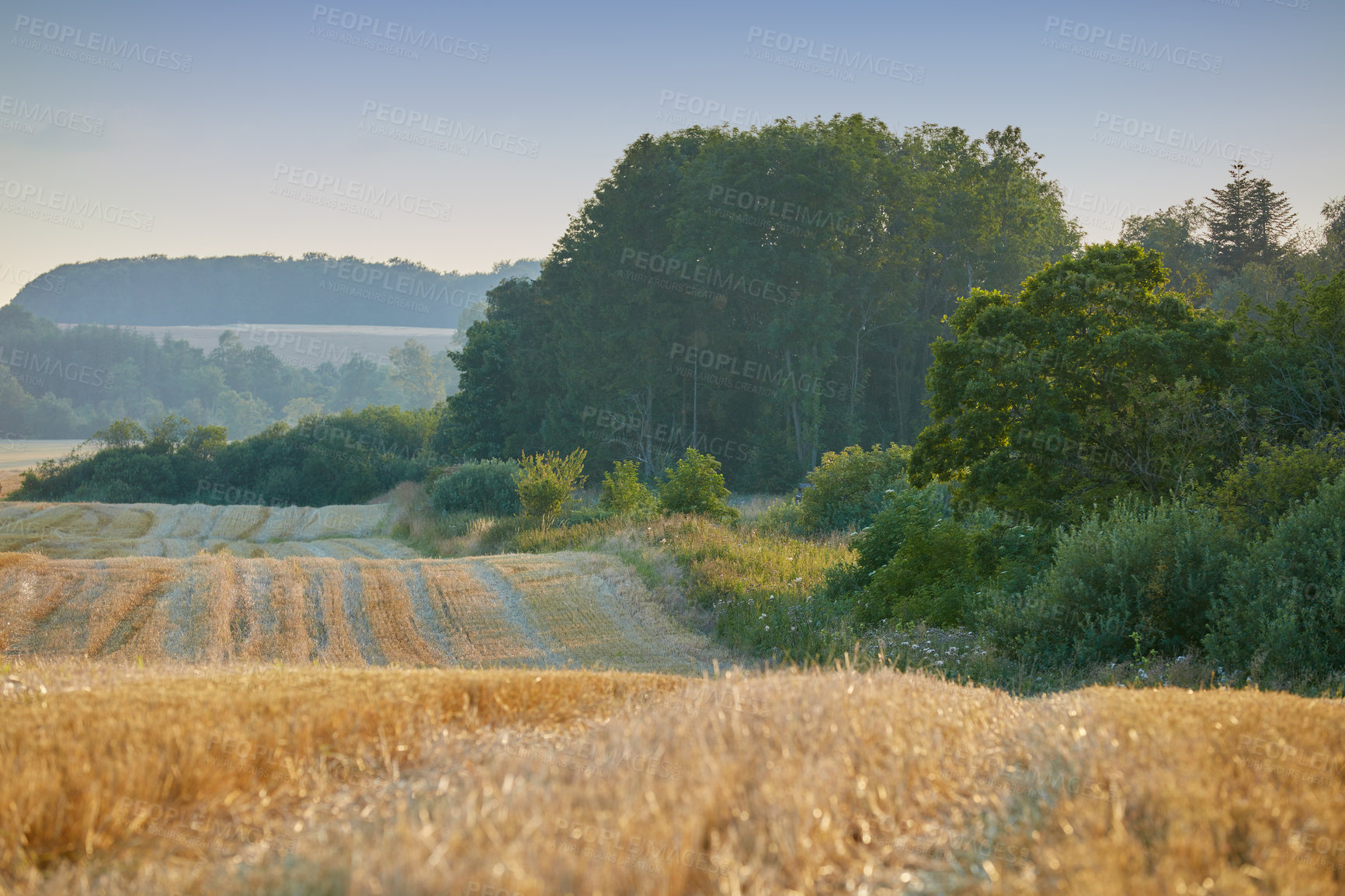 Buy stock photo Wheat field, trees or greenery with farm for natural growth, plantation or vegetation in countryside. Nature, landscape or eco friendly environment with agriculture for sustainable ecosystem or crops