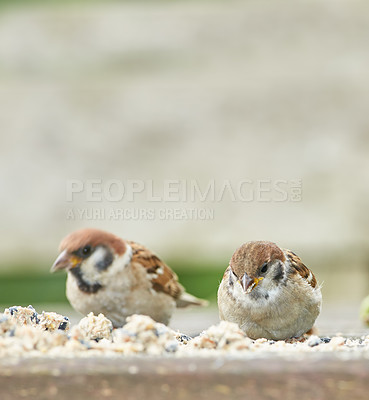 Buy stock photo Nature in the Kingdom of Denmark