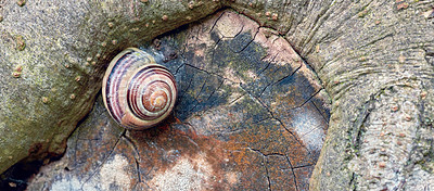 Buy stock photo Snail, outdoor and tree bark in nature, mollusk and habitat conservation in eco friendly ecosystem. Animal, outside environment and gastropod in garden or forest, trunk and sustainability in Denmark