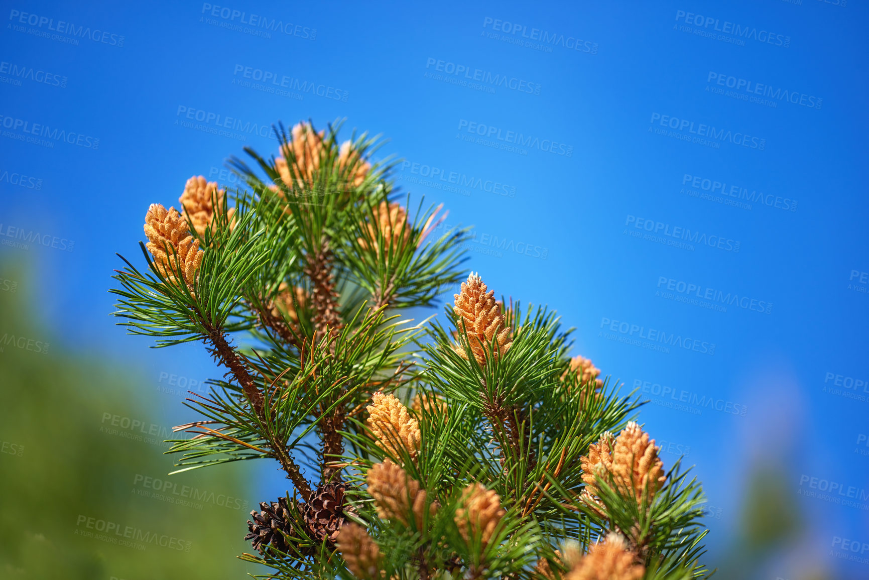 Buy stock photo Nature, cone and pine tree with growth in spring season, reproduction and sustainable environment. Space, outdoor and plants with foliage for ecosystem, biodiversity and greenery in Argentina