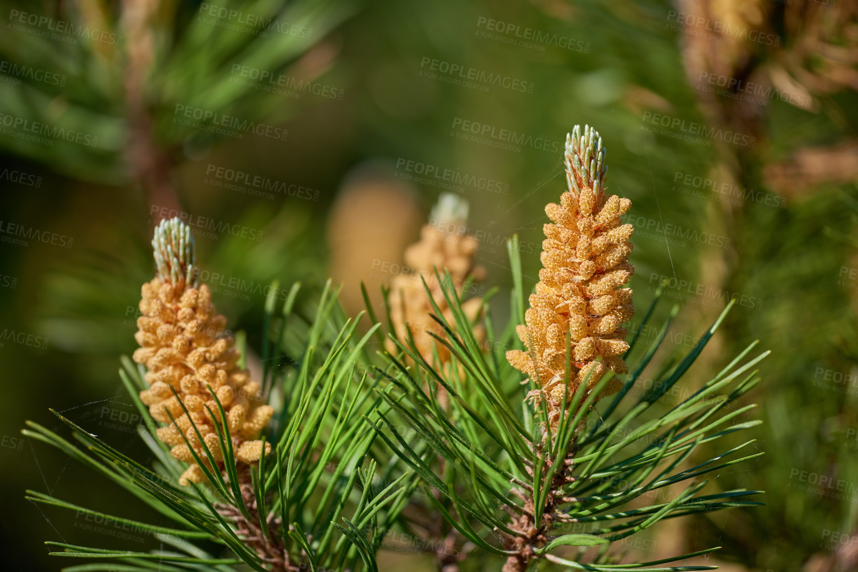 Buy stock photo Nature, needle and pine tree with growth in spring season, reproduction and sustainable environment. Closeup, outdoor and plants with orange cone for ecosystem, biodiversity and greenery in Sweden