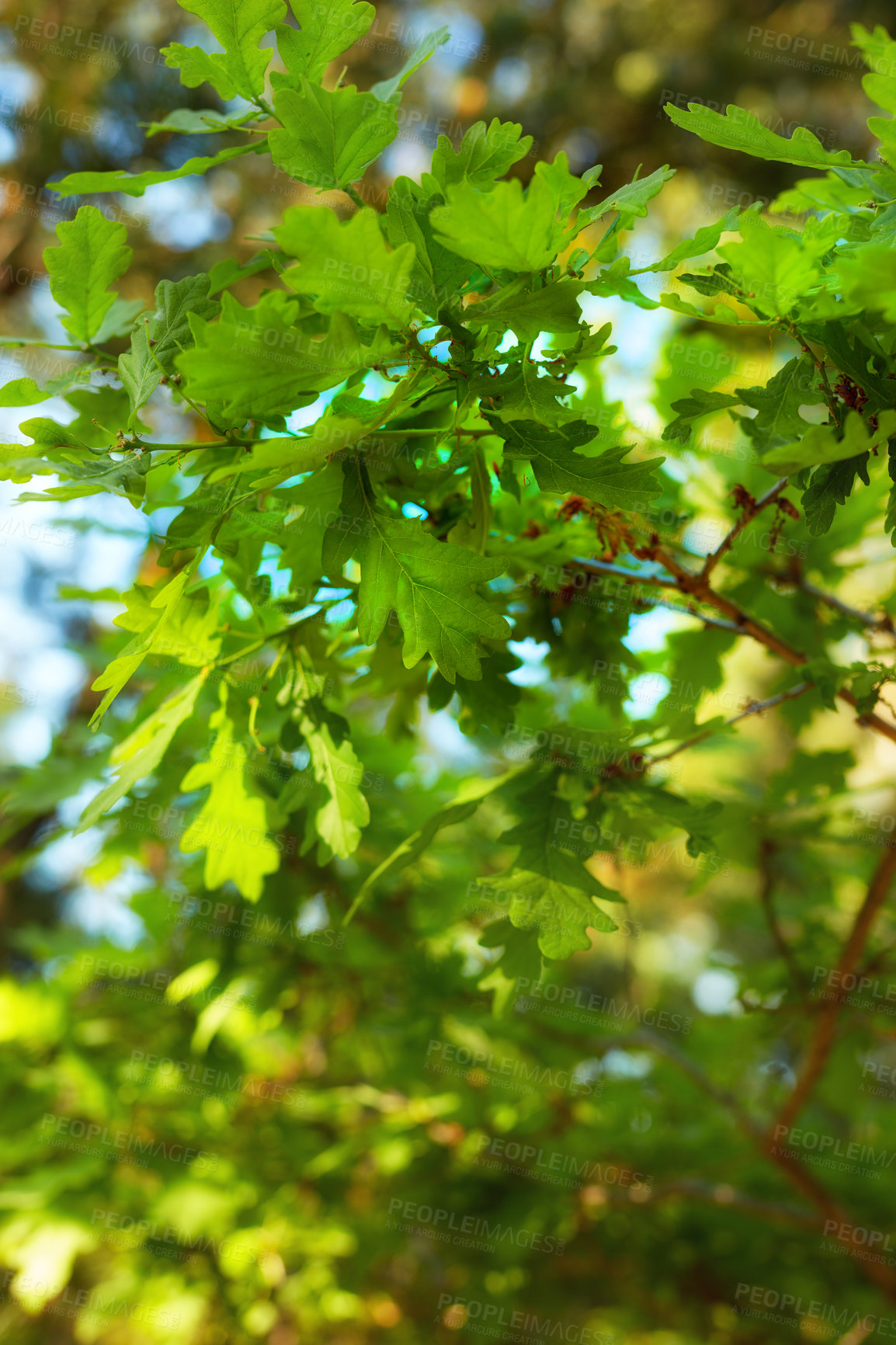 Buy stock photo Nature in the Kingdom of Denmark