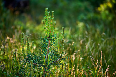 Buy stock photo Nature in the Kingdom of Denmark