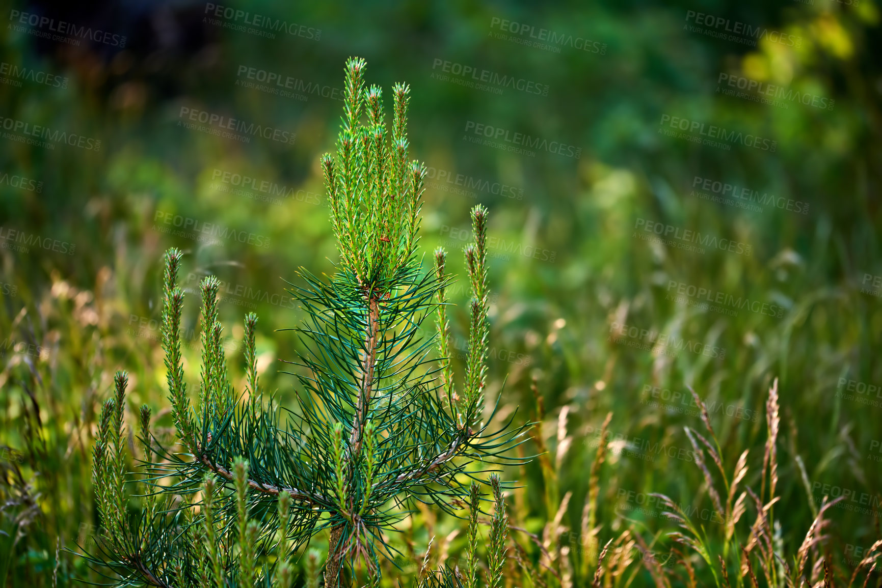 Buy stock photo Nature in the Kingdom of Denmark