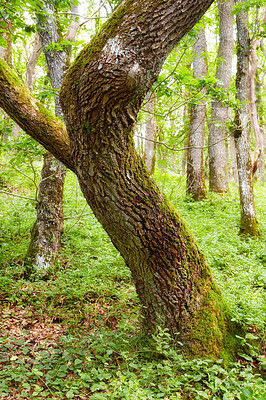 Buy stock photo Nature in the Kingdom of Denmark