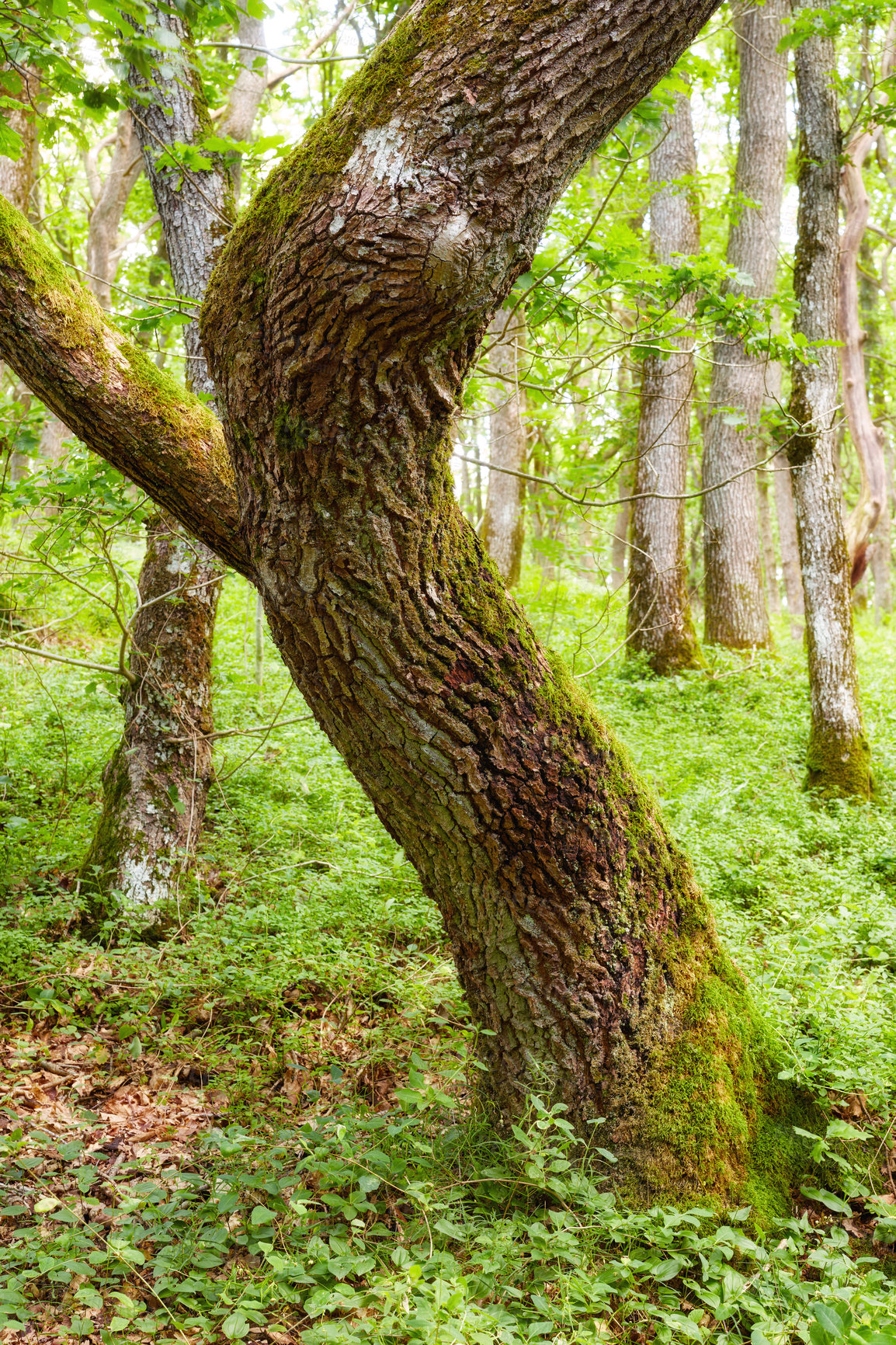 Buy stock photo Nature in the Kingdom of Denmark