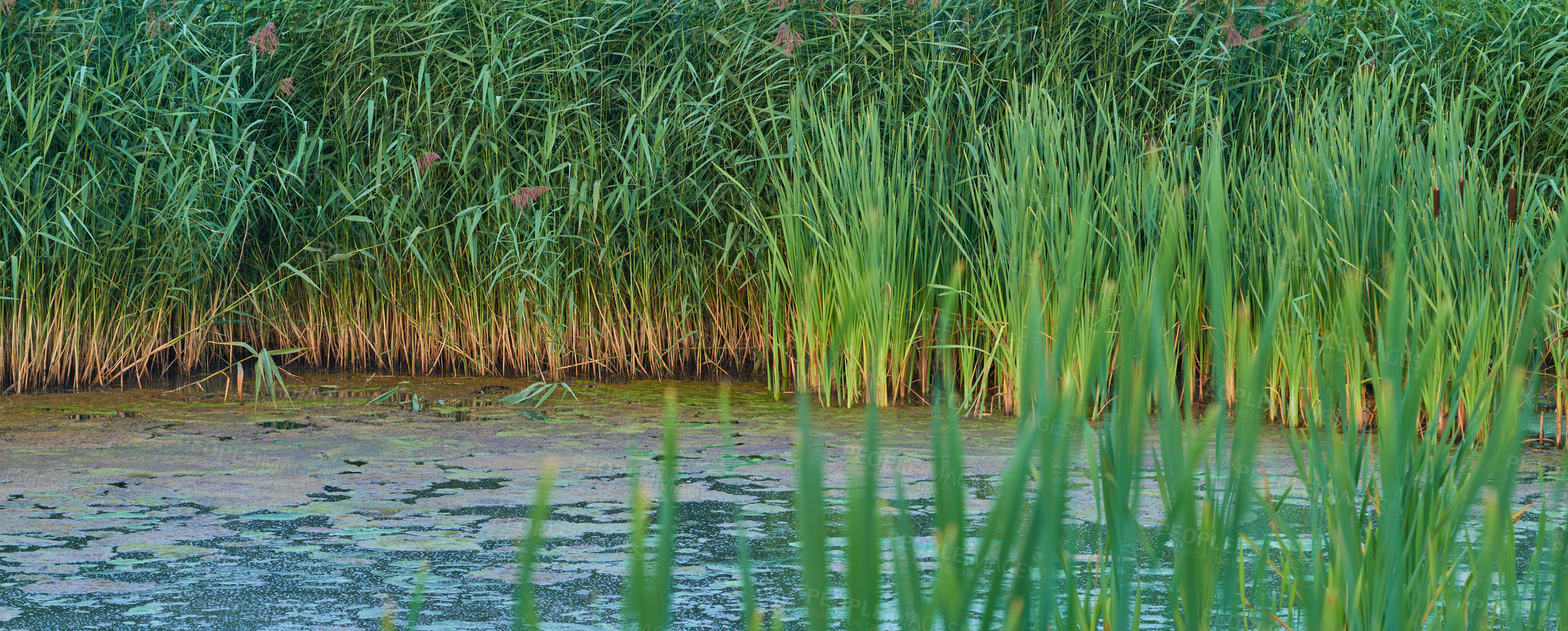 Buy stock photo Nature in the Kingdom of Denmark