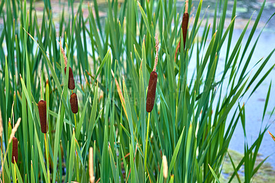 Buy stock photo Green, leaves and cattail plant with river for aqua organism, natural growth or summer season by pond in countryside. Empty, bulrush or roots with nutrition for swamp, ecology or agro ecosystem