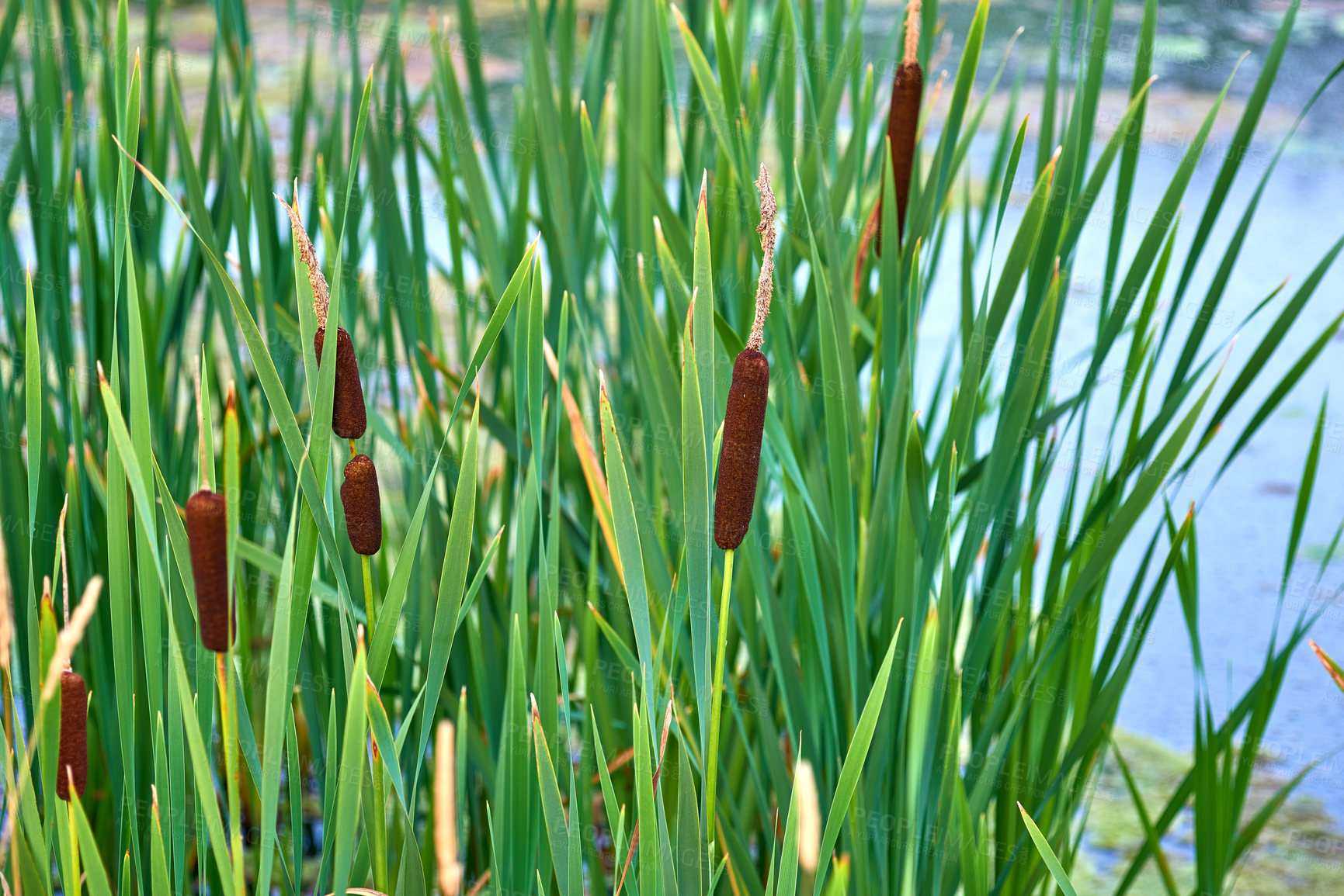 Buy stock photo Green, leaves and cattail plant with river for aqua organism, natural growth or summer season by pond in countryside. Empty, bulrush or roots with nutrition for swamp, ecology or agro ecosystem