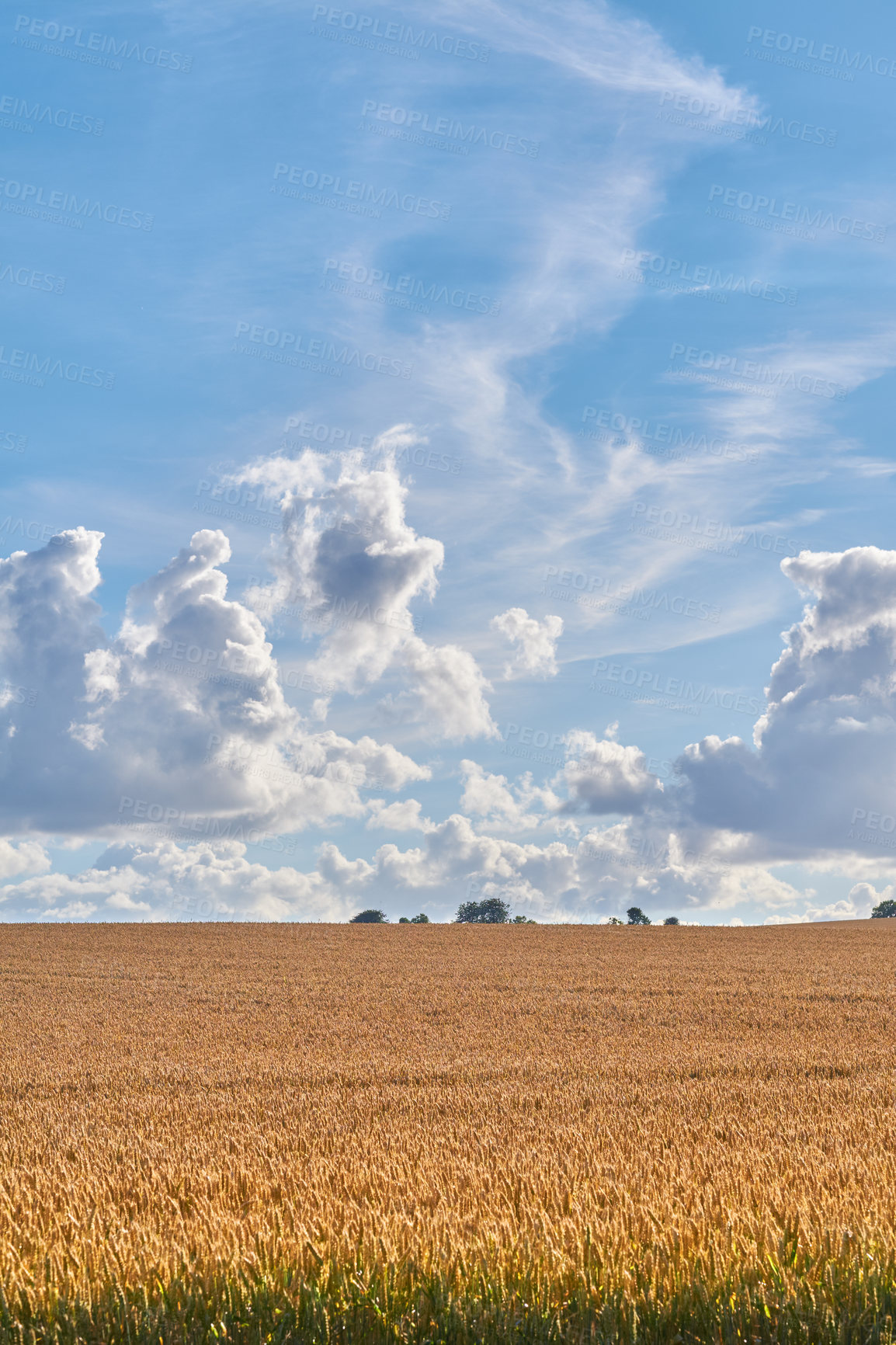 Buy stock photo Wheat, plants and farm in countryside outdoor of agriculture, cultivated crops and rice production. Field, farming leaves and grain growth with natural environment, sustainable and harvest in Denmark