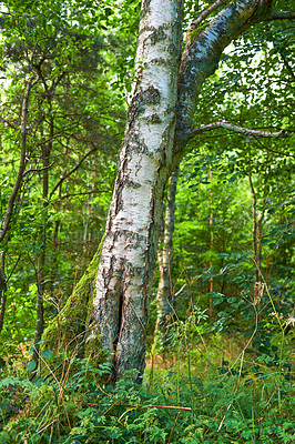 Buy stock photo Nature in the Kingdom of Denmark