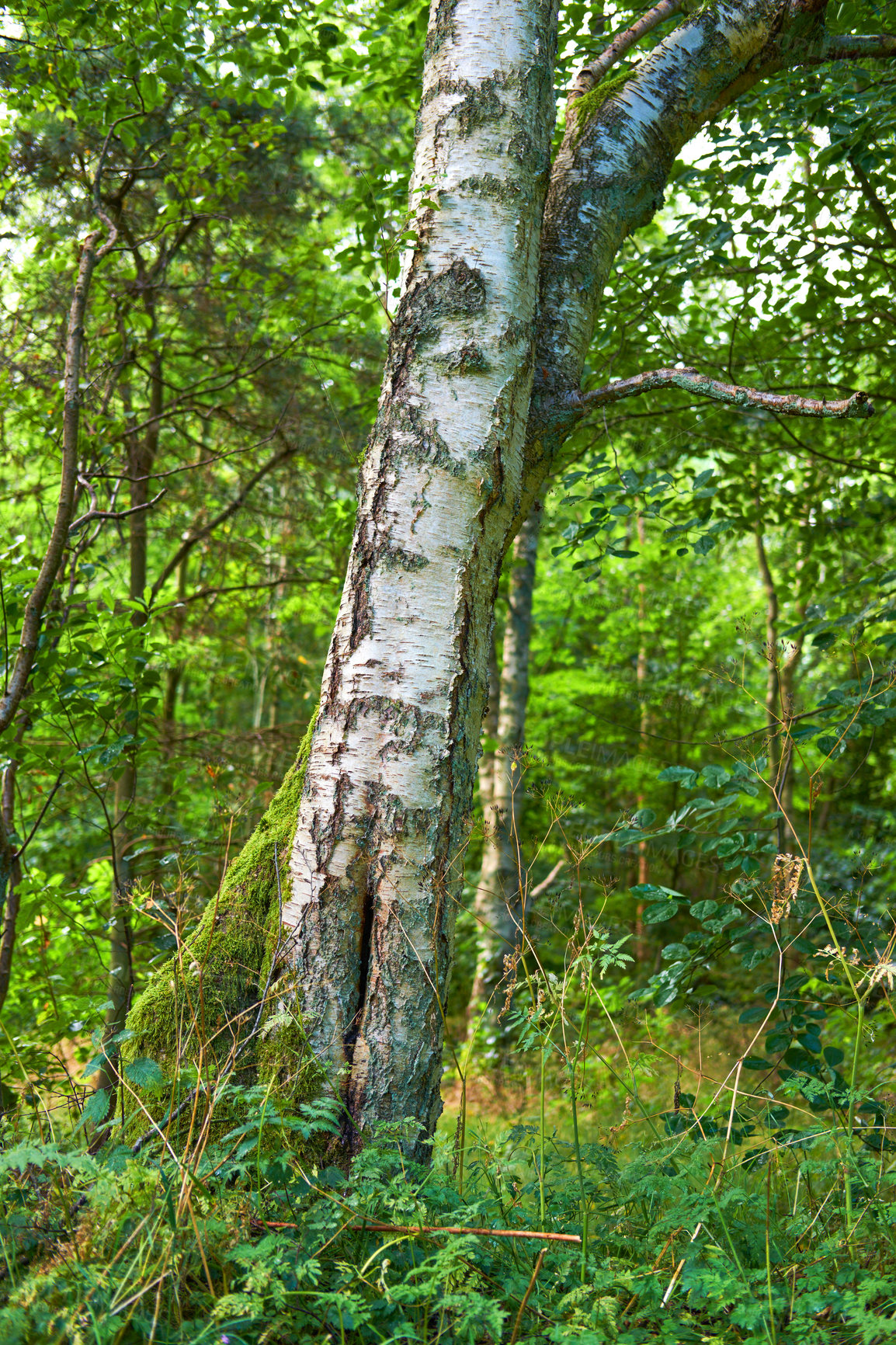 Buy stock photo Tree, growth or nature with greenery for season, climate change or natural aging in forest or wilderness. Environment, bark or plant foliage with transformation in woods for ecology or agro ecosystem