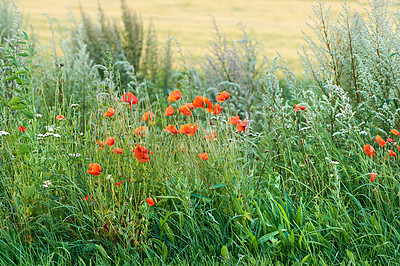 Buy stock photo Nature in the Kingdom of Denmark