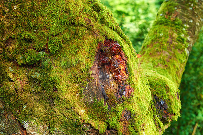 Buy stock photo Tree, moss and bark with sap for wound, aging wood or bleeding trunk in forest or wilderness. Empty, closeup or weathered timber with damage, scar or mark for ecology, moist or texture in nature