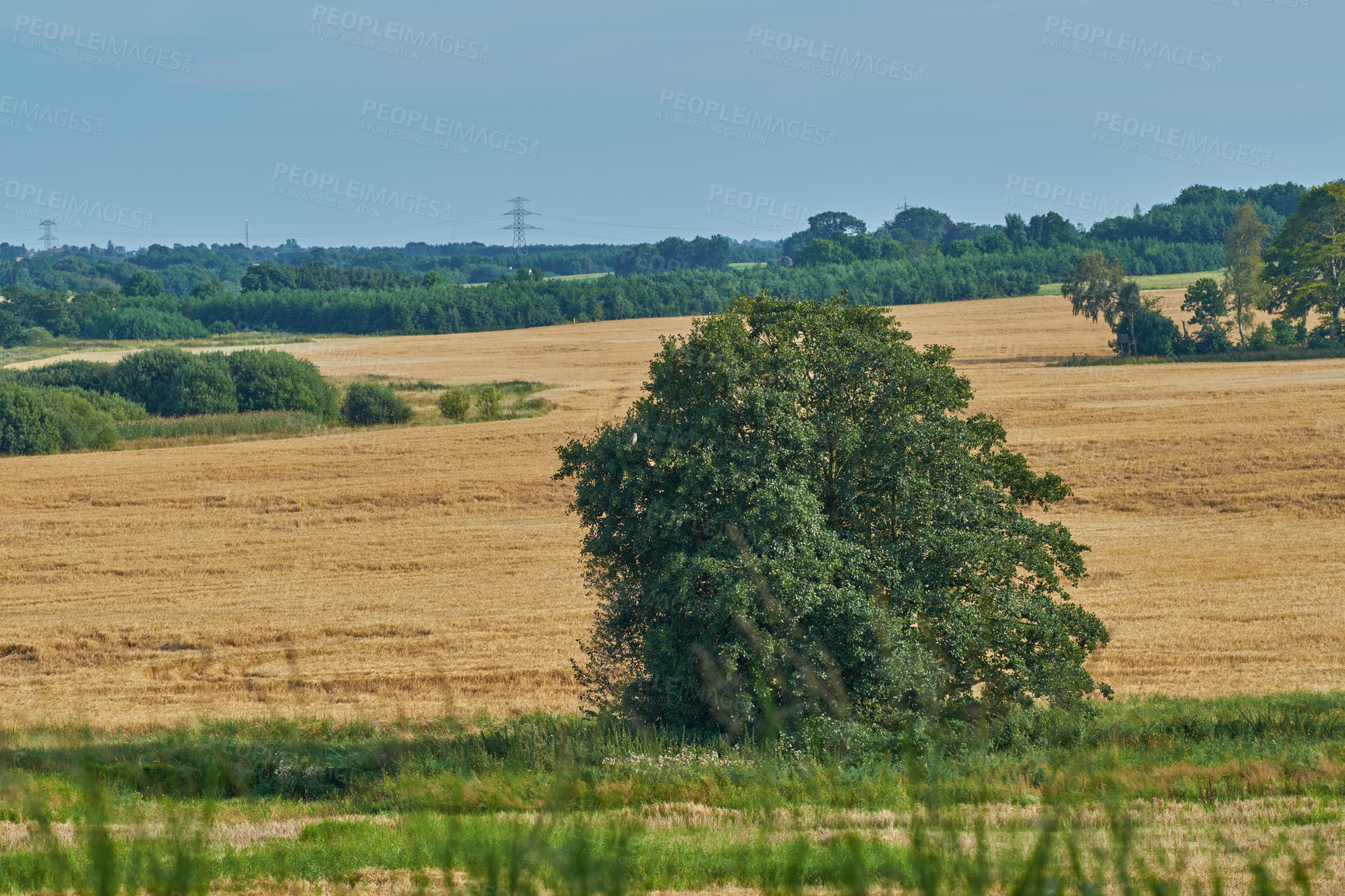 Buy stock photo Landscape, growth and trees in nature, empty and eco friendly with carbon sequestration and outdoor. Travel, plants and sustainability for holiday in environment, adventure and peace in Denmark