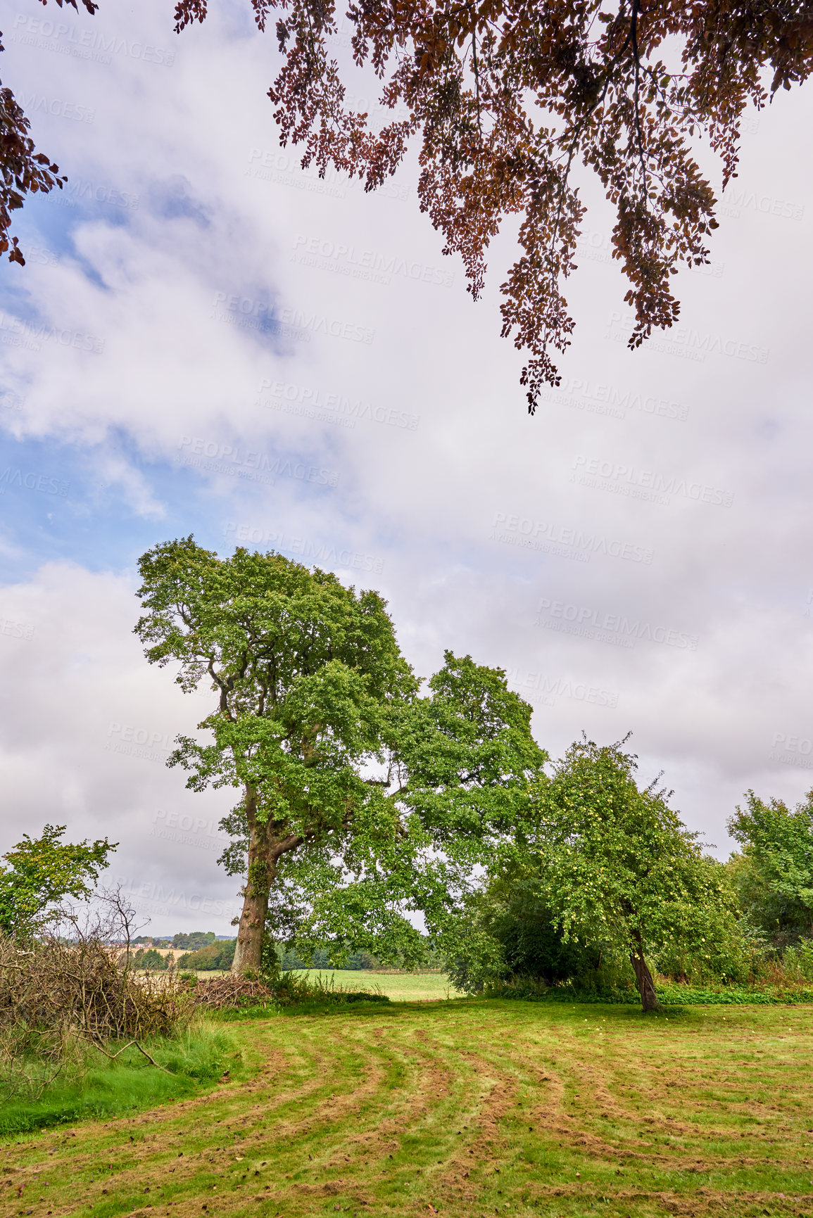 Buy stock photo Landscape, sky and trees in nature, empty and eco friendly with carbon sequestration, growth and outdoor. Travel, plants and sustainability for holiday in environment, adventure and peace in Denmark