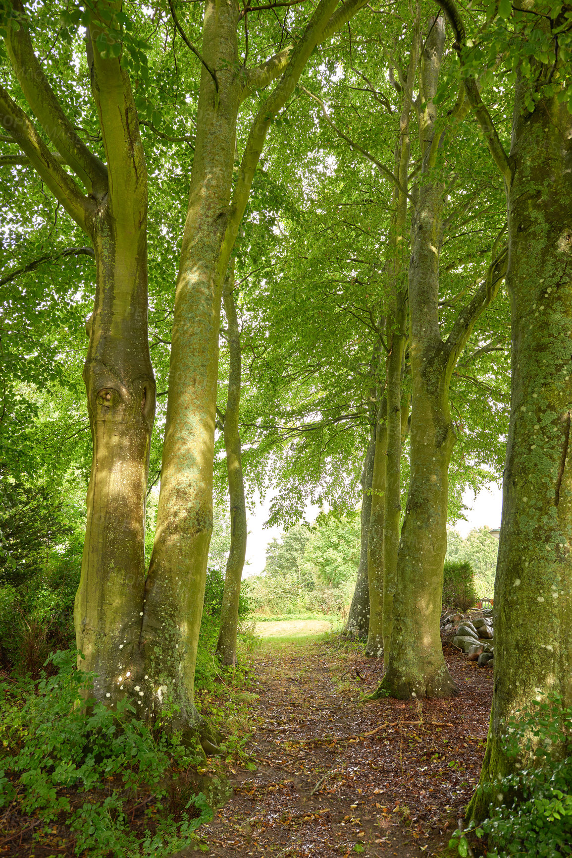 Buy stock photo Nature in the Kingdom of Denmark