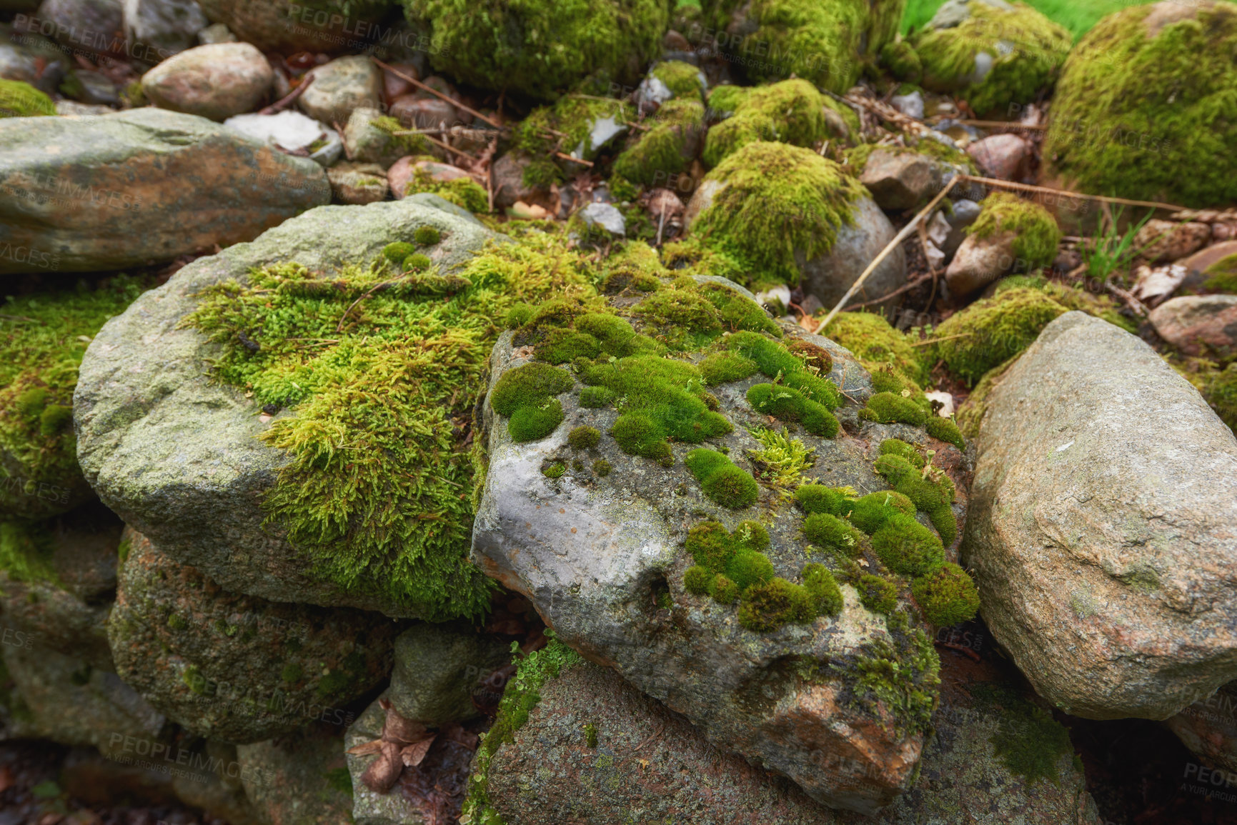 Buy stock photo Rocks, moss and dry river with fungal growth for ecology, season or climate change in nature. Empty, stone and fungus with hyphae for moisture, botany or mold allergy on old pond or deserted lake