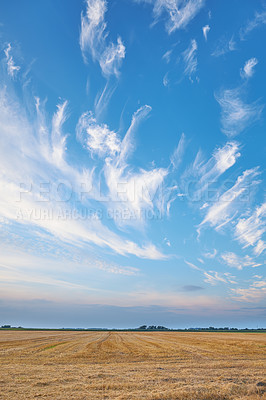 Buy stock photo Wheat, plants and farm on countryside field for agriculture, cultivated crops and rice production. Nature, sky and clouds and grain growth with natural environment, sustainable and harvest in Denmark