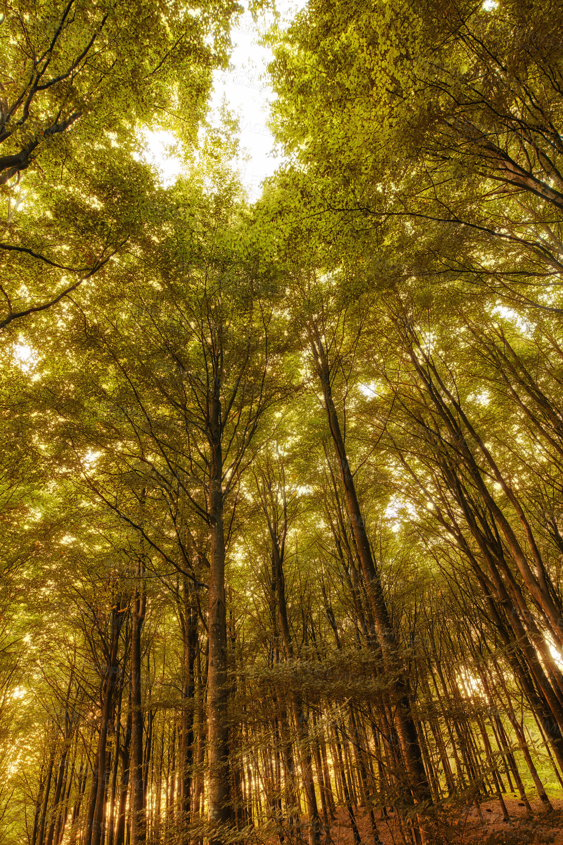 Buy stock photo Jungle, trees and foliage with nature outdoor of climate change, sustainable environment and plant growth. Wilderness, aging forest and woods for transformation, natural ecology and Denmark ecosystem