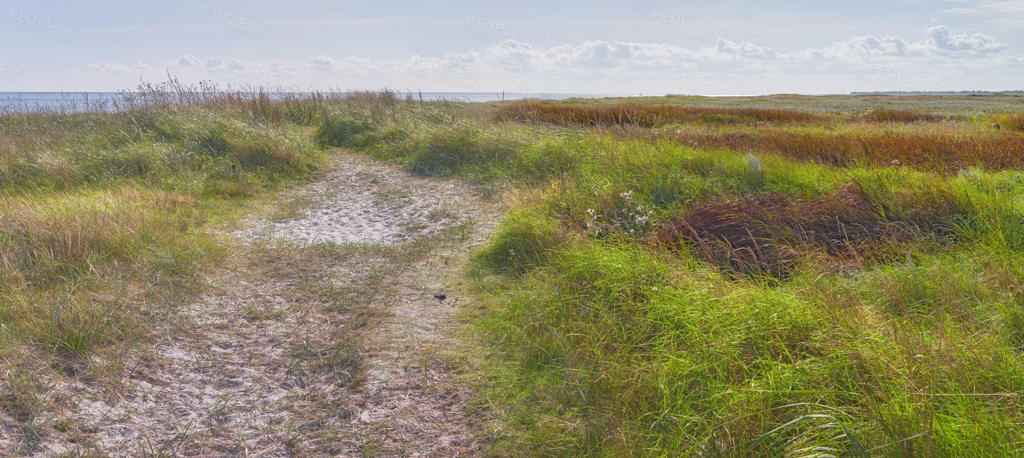 Buy stock photo Sea, grass and green land with blue sky outdoor of coastal environment, plant growth and summer trip. Ocean, Poaceae species or explore path for tropical ecology, natural habitat and nature landscape