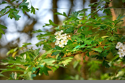 Buy stock photo Nature in the Kingdom of Denmark